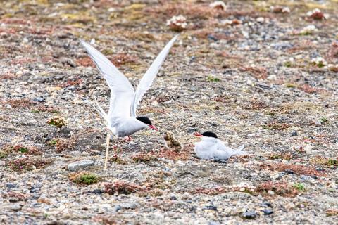 Spingtime in Ny Alesund