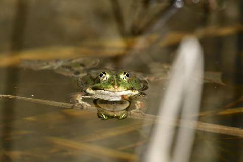 Teichfrosch