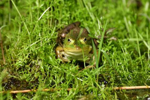 Teichfrosch