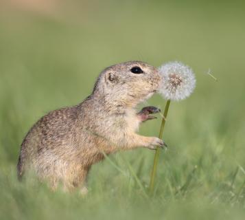 Tasty flower