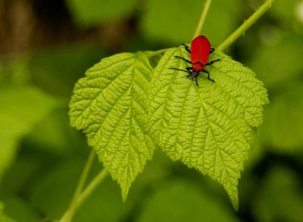 Scharlachroter Feuerkäfer (Pyrochroa coccinea)