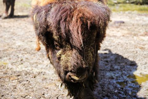 Wildlife 05