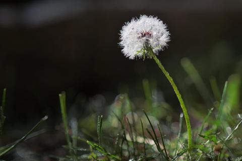 Pusteblume im Tau