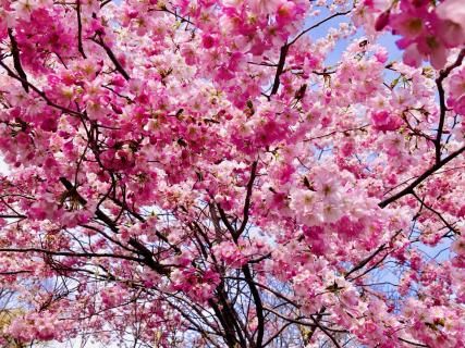 Japanische Kirschblüte