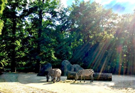 Zebras im Sonnenlicht