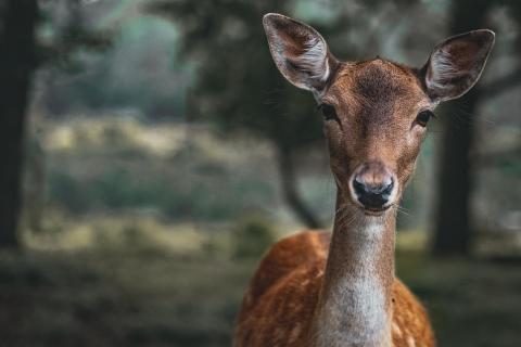 Queen of the forest 