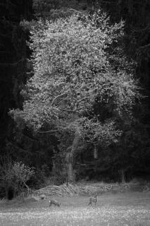 Rehe unter blühendem Baum