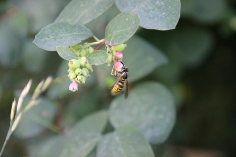 Biene an einer Blüte