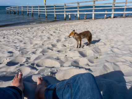 Fuchs am Strand