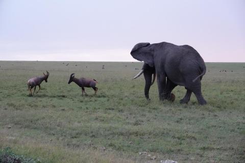 Elefant beendet den Streit