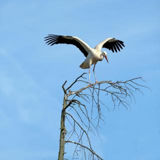 Storch