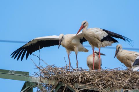 Storch mit seinen Jungen