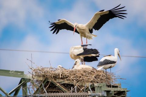 Storch im Landeanflug