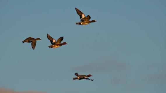 Fliegende Gänse an der Nordseeküste Deutschlands