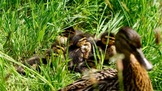 Ente mit Küken