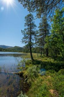 Geneigter Baum am Rande eines Sees (Norwegen)