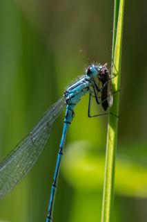 Libelle mit ihrer Beute