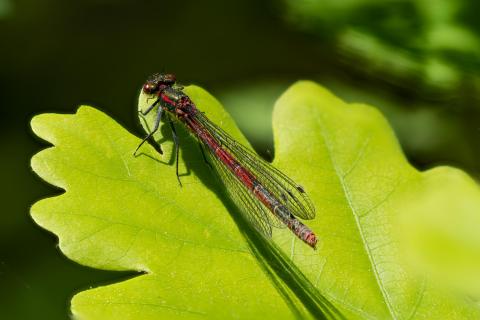 Frühe Adonislibelle