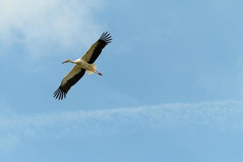 Im Flug