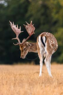 Sabbernder Hirsch