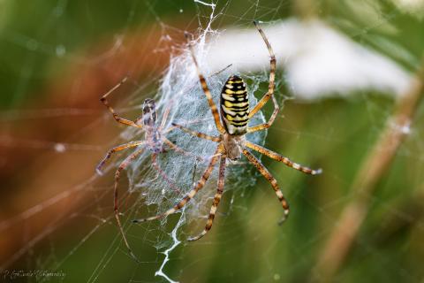 Wespenspinnenduo
