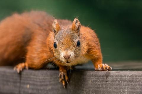 neugieriges Eichhörnchen