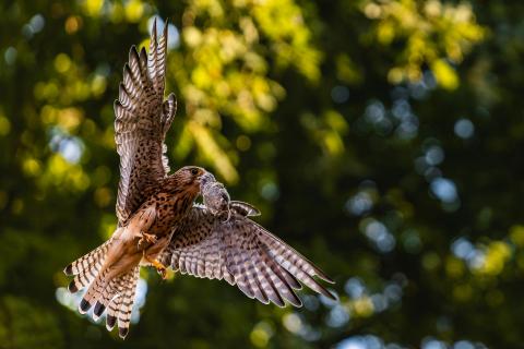 Turmfalke mit Beute