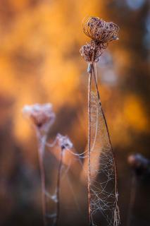 Herbstlicher Morgen im Garten