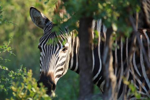 Zebra