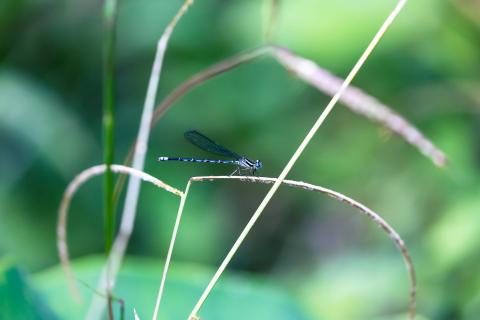 Libelle im Regenwald