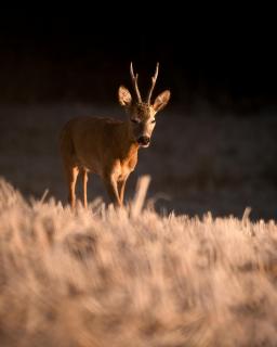 Goldener Rehbock