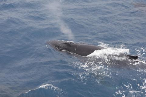 4. Dicht neben dem Schiff zeigt ein Buckelwal seine volle Schönheit
