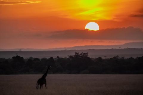 Sunset Giraffe