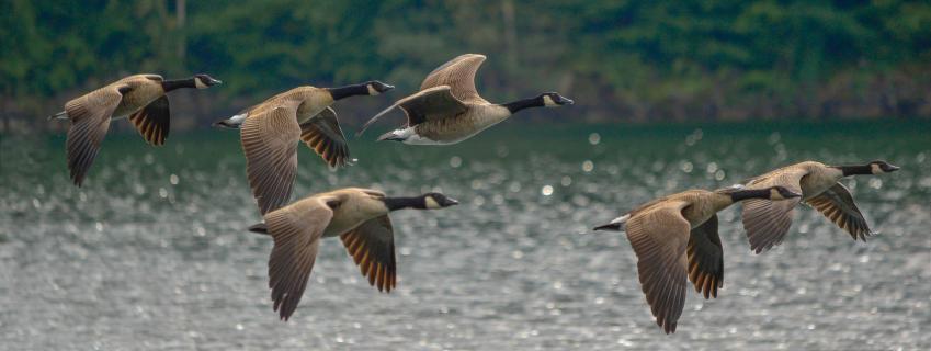 Gänseflug