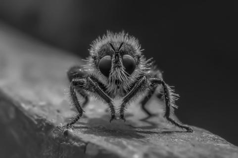 Raubfliege