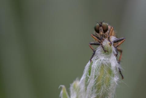 Fliegenjagd