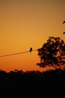 Kookaburra im Abendrot