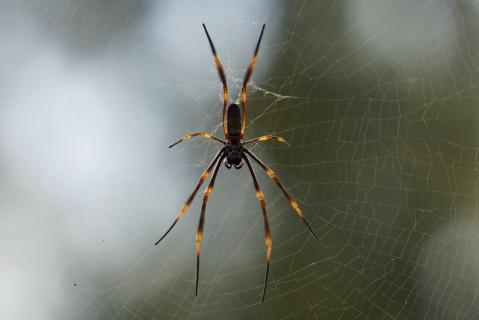 Golden Orb Spider