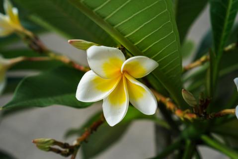 Australische Frangipani