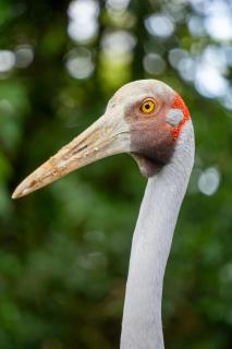 Brolga Head