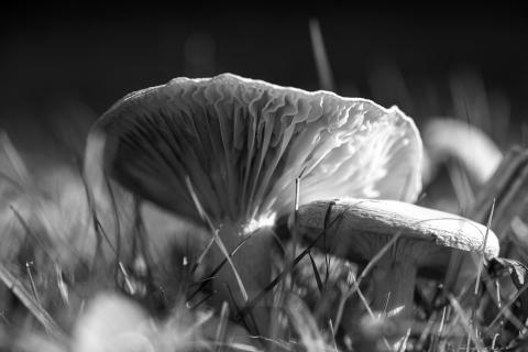 Pilze im herbstlichen Wald