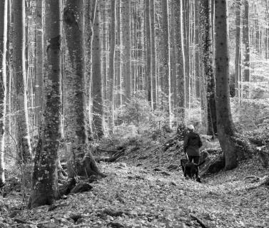 Spaziergang im Wald