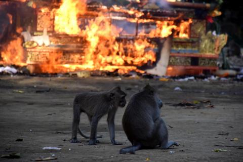 fire monkeys