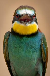 Bunter Vogel
