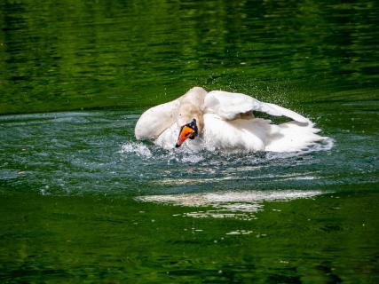 gelenkiger Schwan