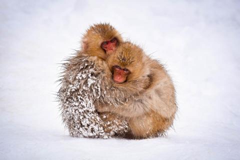 Snowmonkeys