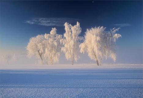 Winterwunderland - Der Schnee, die Bäume, der Mond 