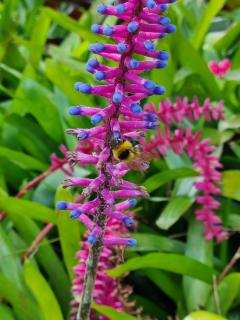 Bienchen