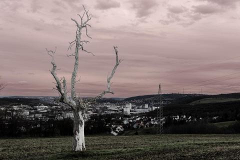 Einsamer Baum