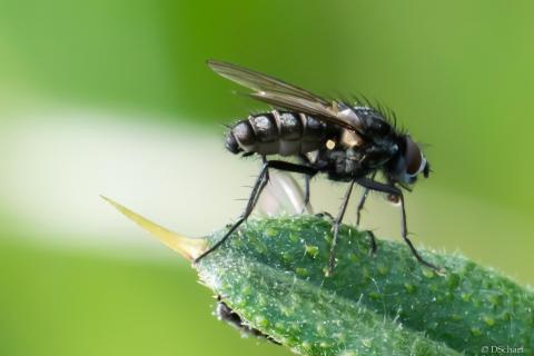 Fliege auf Blatt